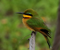 Little bee-eater - Selous