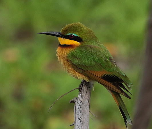 Little bee-eater - Selous