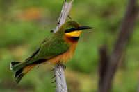 Little bee-eater - Selous