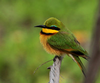Little bee-eater - Selous