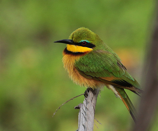 Little bee-eater - Selous