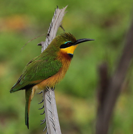 Little bee-eater - Selous