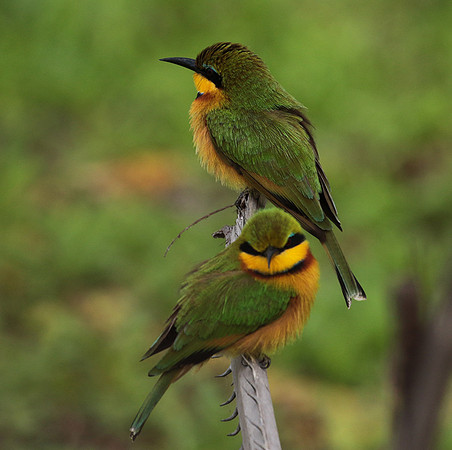 Little bee-eater - Selous