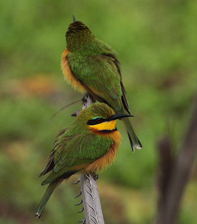 Little bee-eater - Selous