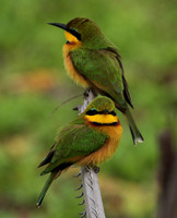 Little bee-eater - Selous