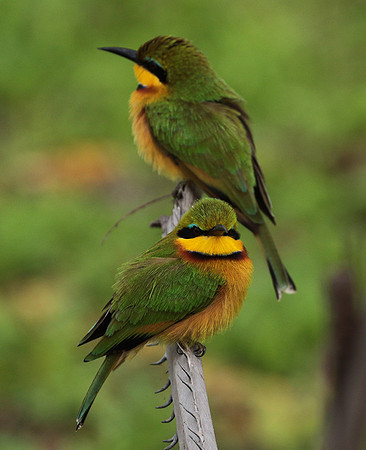 Little bee-eater - Selous