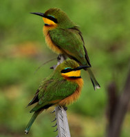 Little bee-eater - Selous