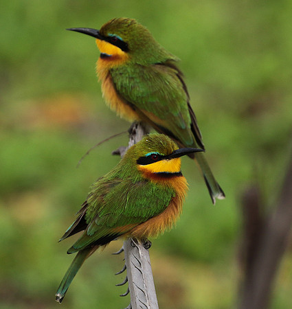 Little bee-eater - Selous