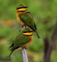 Little bee-eater - Selous