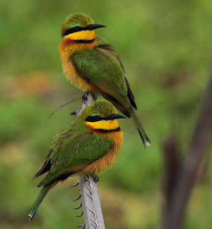 Little bee-eater - Selous