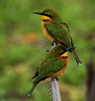 Little bee-eater - Selous