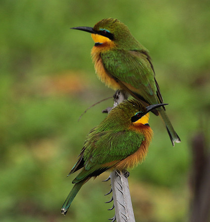 Little bee-eater - Selous