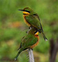 Little bee-eater - Selous