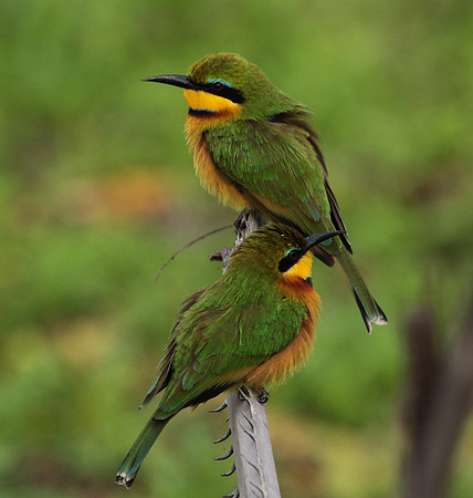 Little bee-eater - Selous
