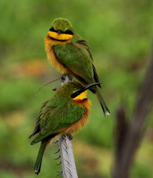 Little bee-eater - Selous
