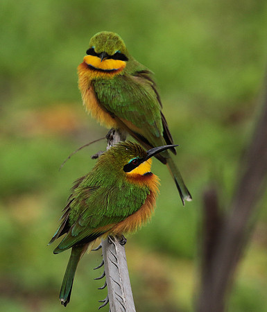 Little bee-eater - Selous