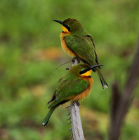 Little bee-eater - Selous