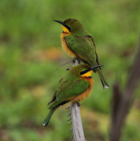 Little bee-eater - Selous