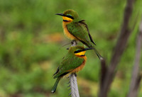 Little bee-eater - Selous