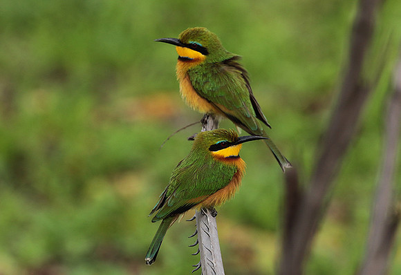 Little bee-eater - Selous