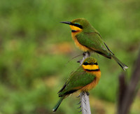 Little bee-eater - Selous