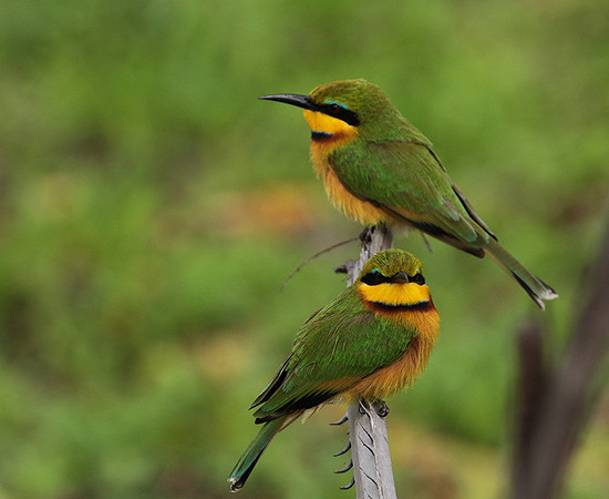 Little bee-eater - Selous