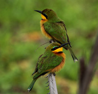 Little bee-eater - Selous