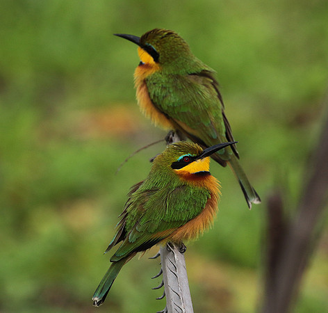Little bee-eater - Selous