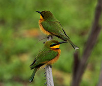 Little bee-eater - Selous