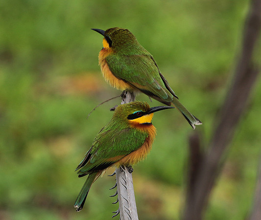 Little bee-eater - Selous