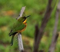 Little bee-eater - Selous