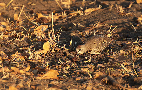 Namaqua dove - Selous