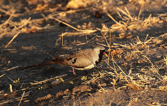 Namaqua dove - Selous