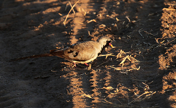 Namaqua dove - Selous
