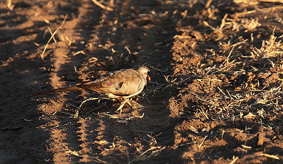 Namaqua dove - Selous