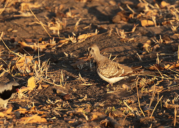 Namaqua dove - Selous
