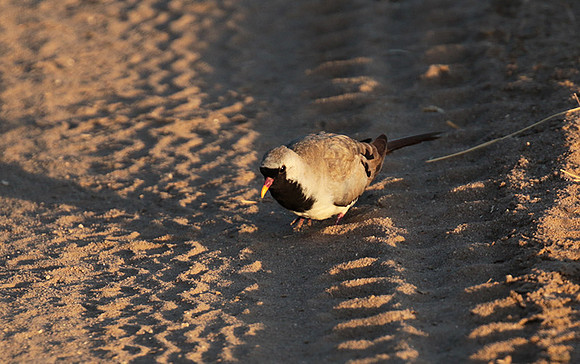 Namaqua dove - Selous