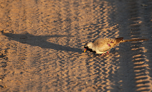 Namaqua dove - Selous