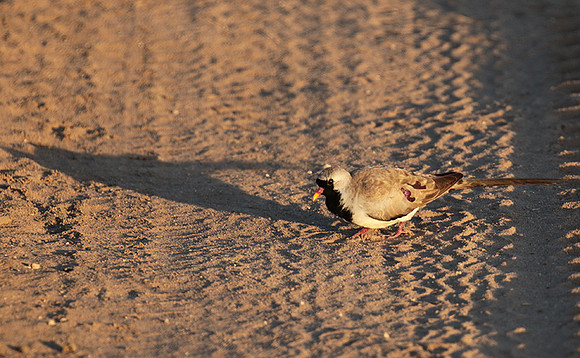 Namaqua dove - Selous