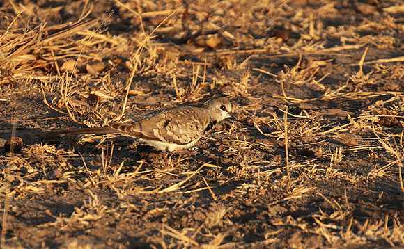 Namaqua dove - Selous