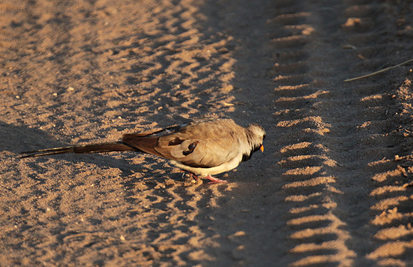 Namaqua dove - Selous