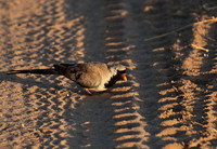 Namaqua dove - Selous