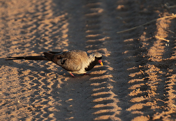 Namaqua dove - Selous