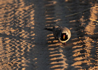 Namaqua dove - Selous