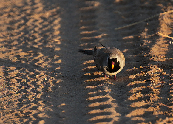 Namaqua dove - Selous