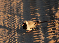 Namaqua dove - Selous
