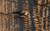 Namaqua dove - Selous