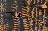 Namaqua dove - Selous