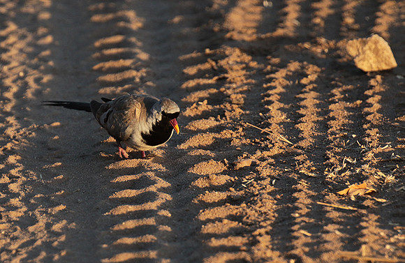 Namaqua dove - Selous