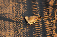 Namaqua dove - Selous